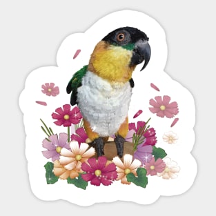 Caique Sticker